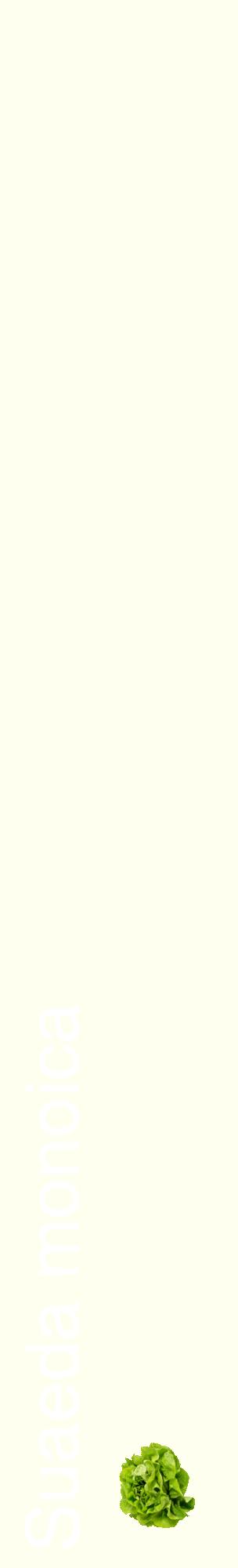 Étiquette de : Suaeda monoica - format c - style blanche19_basiquehel avec comestibilité simplifiée