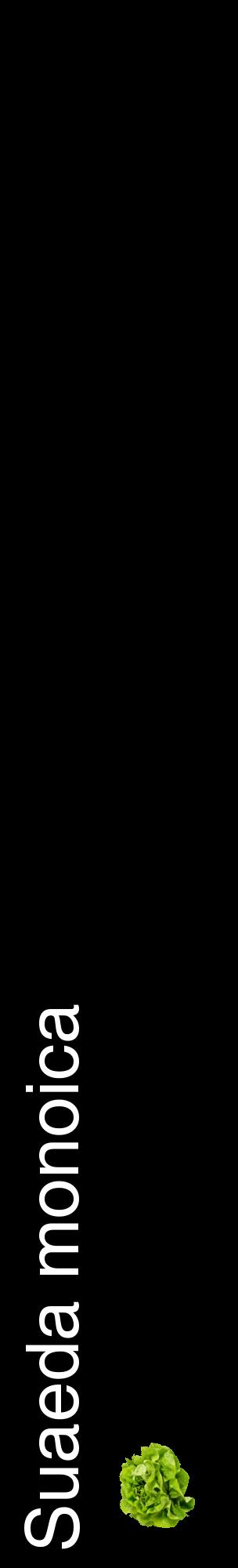 Étiquette de : Suaeda monoica - format c - style blanche59_basiquehel avec comestibilité simplifiée