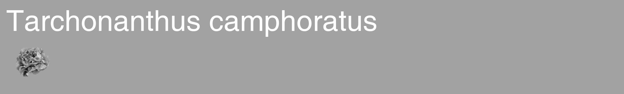 Étiquette de : Tarchonanthus camphoratus - format c - style blanche38_basique_basiquehel avec comestibilité simplifiée