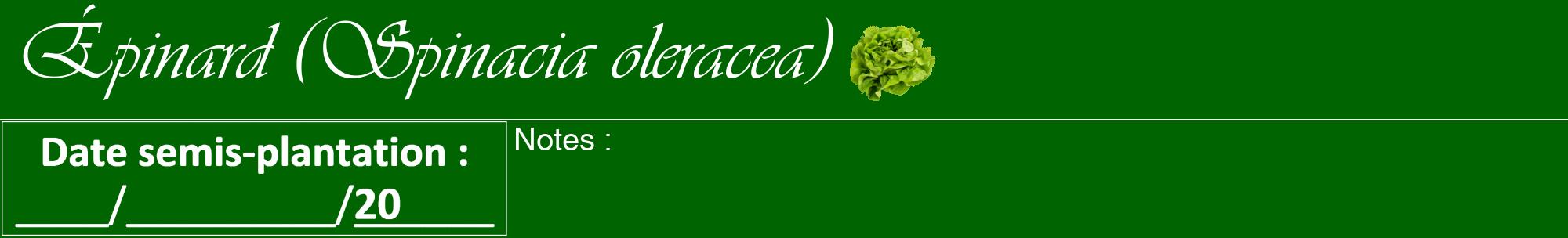 Étiquette de : Spinacia oleracea - format a - style blanche8viv avec comestibilité simplifiée