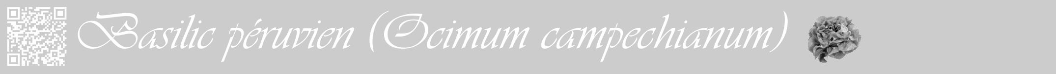 Étiquette de : Ocimum campechianum - format a - style blanche0viv avec qrcode et comestibilité simplifiée