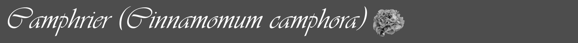 Étiquette de : Cinnamomum camphora - format a - style blanche28viv avec comestibilité simplifiée