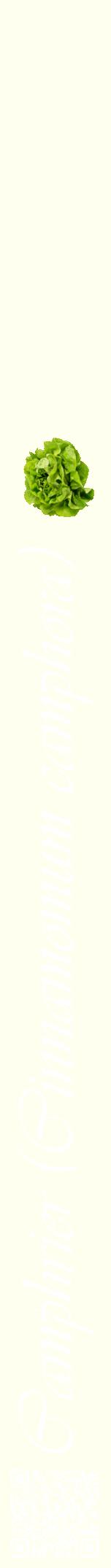 Étiquette de : Cinnamomum camphora - format a - style blanche19viv avec qrcode et comestibilité simplifiée - position verticale