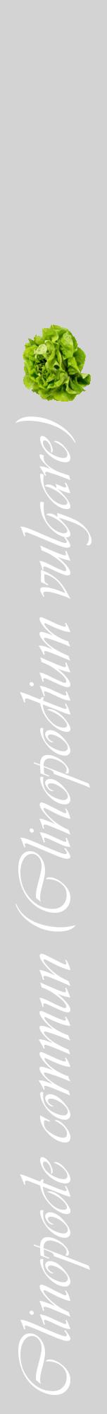 Étiquette de : Clinopodium vulgare - format a - style blanche56viv avec comestibilité simplifiée