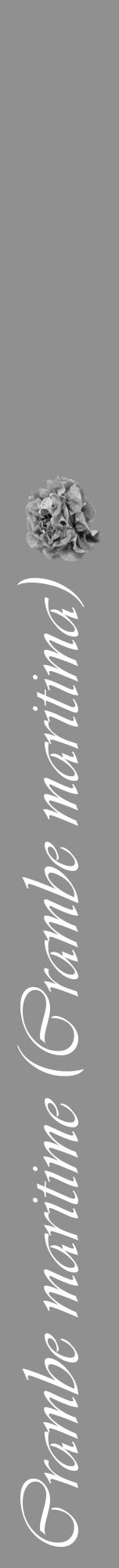 Étiquette de : Crambe maritima - format a - style blanche4viv avec comestibilité simplifiée - position verticale