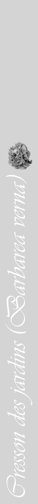 Étiquette de : Barbarea verna - format a - style blanche40viv avec comestibilité simplifiée - position verticale