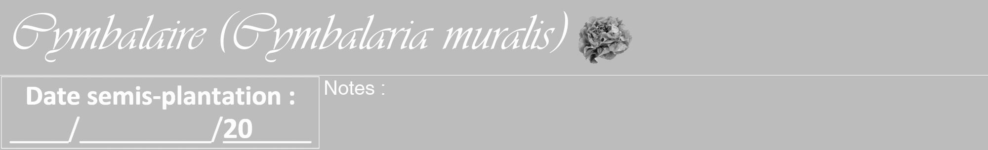 Étiquette de : Cymbalaria muralis - format a - style blanche1viv avec comestibilité simplifiée