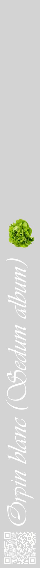 Étiquette de : Sedum album - format a - style blanche56viv avec qrcode et comestibilité simplifiée