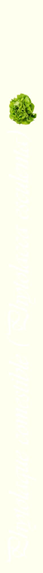 Étiquette de : Phytolacca esculenta - format a - style blanche19viv avec comestibilité simplifiée