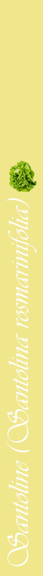 Étiquette de : Santolina rosmarinifolia - format a - style blanche20viv avec comestibilité simplifiée