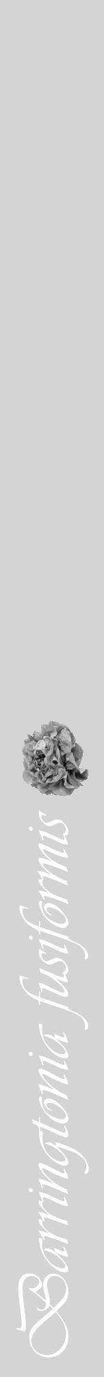 Étiquette de : Barringtonia fusiformis - format a - style blanche40viv avec comestibilité simplifiée - position verticale