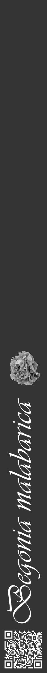 Étiquette de : Begonia malabarica - format a - style blanche46viv avec qrcode et comestibilité simplifiée - position verticale