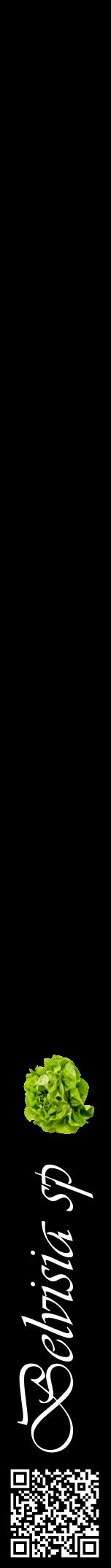 Étiquette de : Belvisia sp - format a - style blanche59viv avec qrcode et comestibilité simplifiée