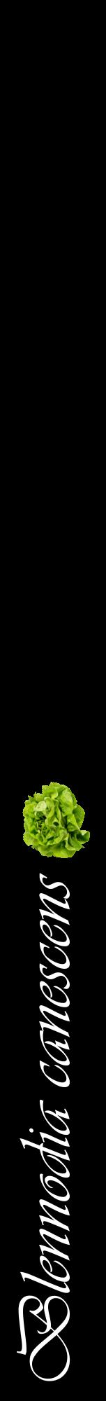 Étiquette de : Blennodia canescens - format a - style blanche59viv avec comestibilité simplifiée