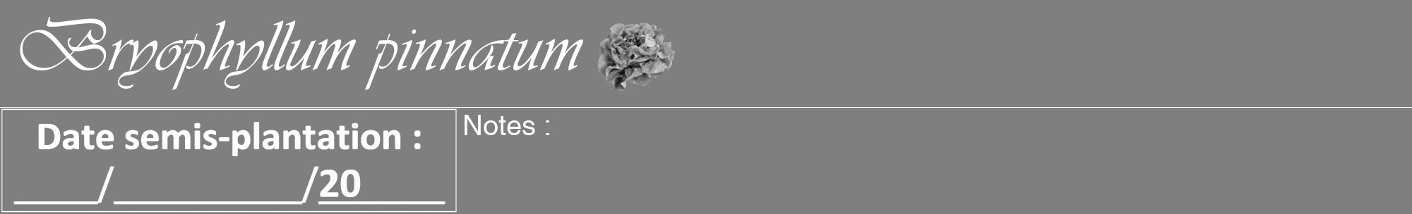 Étiquette de : Bryophyllum pinnatum - format a - style blanche57viv avec comestibilité simplifiée