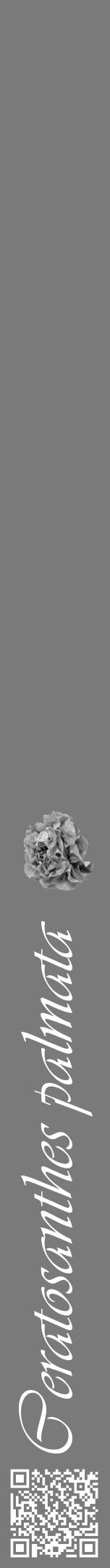 Étiquette de : Ceratosanthes palmata - format a - style blanche3viv avec qrcode et comestibilité simplifiée - position verticale