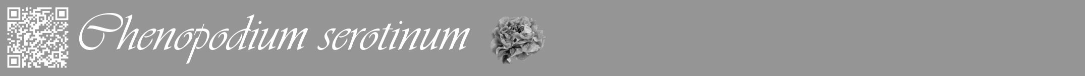 Étiquette de : Chenopodium serotinum - format a - style blanche16viv avec qrcode et comestibilité simplifiée