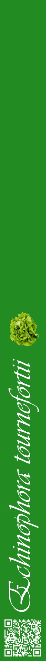 Étiquette de : Echinophora tournefortii - format a - style blanche10viv avec qrcode et comestibilité simplifiée