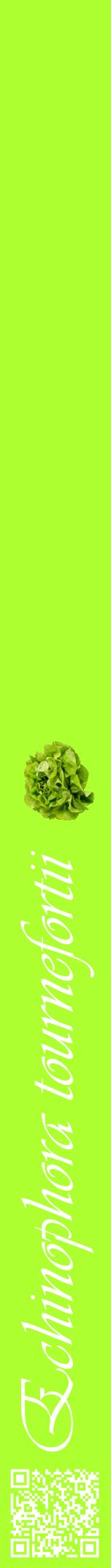 Étiquette de : Echinophora tournefortii - format a - style blanche17viv avec qrcode et comestibilité simplifiée