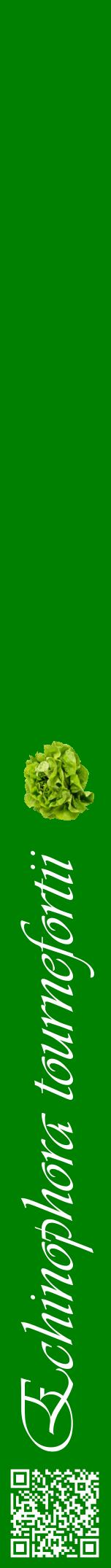 Étiquette de : Echinophora tournefortii - format a - style blanche9viv avec qrcode et comestibilité simplifiée