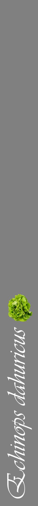 Étiquette de : Echinops dahuricus - format a - style blanche57viv avec comestibilité simplifiée