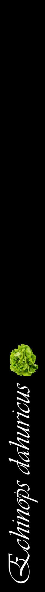 Étiquette de : Echinops dahuricus - format a - style blanche59viv avec comestibilité simplifiée