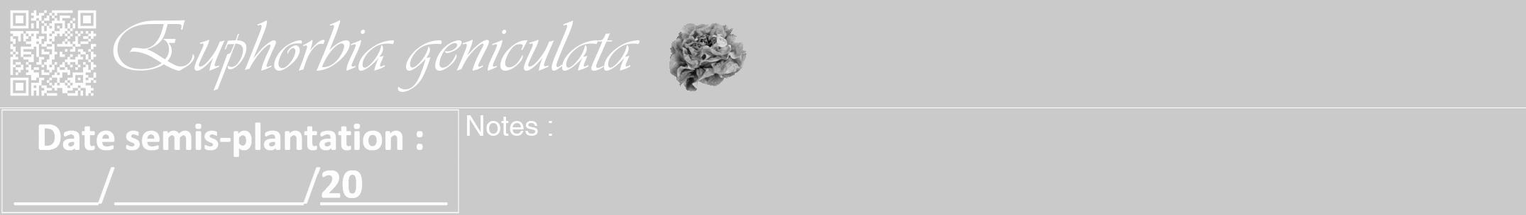 Étiquette de : Euphorbia geniculata - format a - style blanche21viv avec qrcode et comestibilité simplifiée