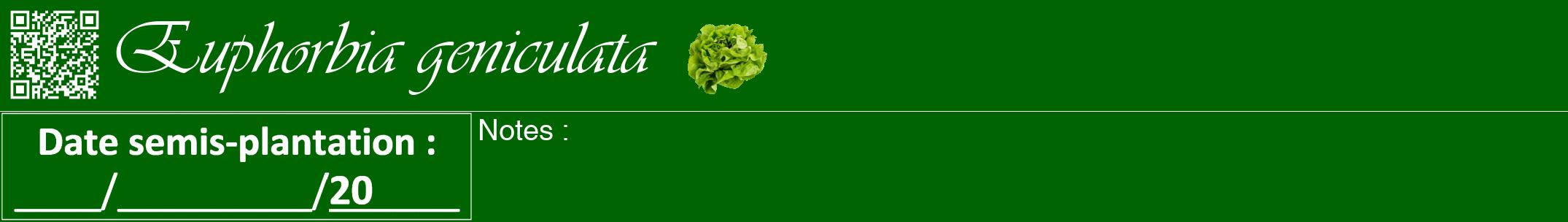 Étiquette de : Euphorbia geniculata - format a - style blanche8viv avec qrcode et comestibilité simplifiée