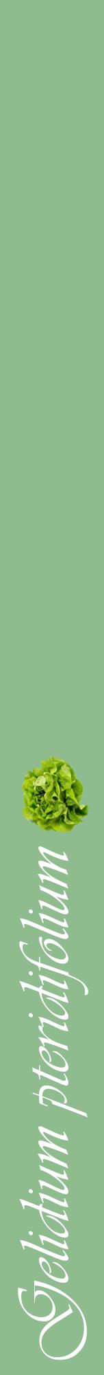 Étiquette de : Gelidium pteridifolium - format a - style blanche13viv avec comestibilité simplifiée