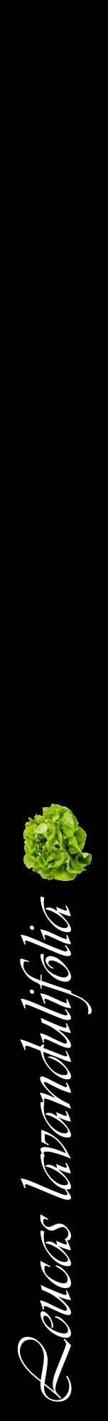 Étiquette de : Leucas lavandulifolia - format a - style blanche59viv avec comestibilité simplifiée