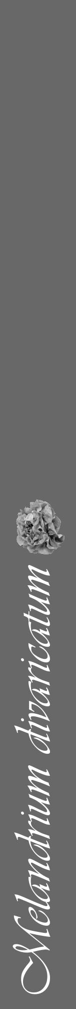 Étiquette de : Melandrium divaricatum - format a - style blanche43viv avec comestibilité simplifiée - position verticale