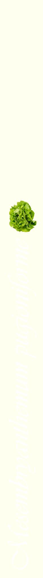 Étiquette de : Mesembryanthemum pugioniforme - format a - style blanche19viv avec comestibilité simplifiée
