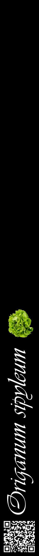Étiquette de : Origanum sipyleum - format a - style blanche59viv avec qrcode et comestibilité simplifiée