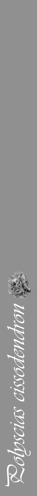 Étiquette de : Polyscias cissodendron - format a - style blanche4viv avec comestibilité simplifiée - position verticale