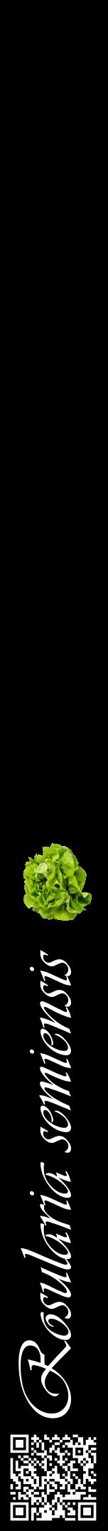 Étiquette de : Rosularia semiensis - format a - style blanche59viv avec qrcode et comestibilité simplifiée