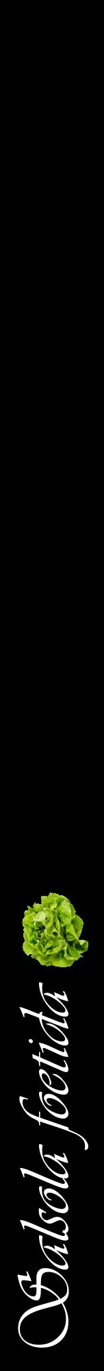 Étiquette de : Salsola foetida - format a - style blanche59viv avec comestibilité simplifiée