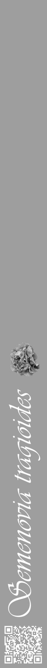Étiquette de : Semenovia tragioides - format a - style blanche42basiqueviv avec qrcode et comestibilité simplifiée - position verticale