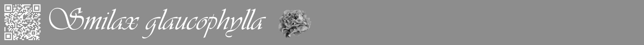 Étiquette de : Smilax glaucophylla - format a - style blanche2viv avec qrcode et comestibilité simplifiée