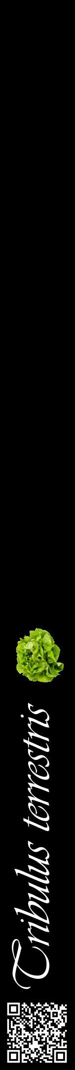 Étiquette de : Tribulus terrestris - format a - style blanche59viv avec qrcode et comestibilité simplifiée