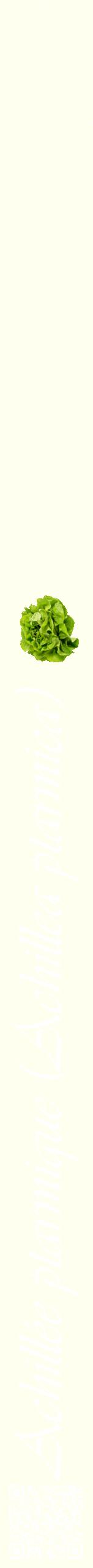 Étiquette de : Achillea ptarmica - format b - style blanche19viv avec qrcode et comestibilité simplifiée