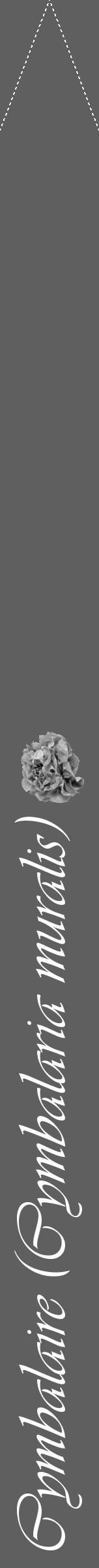 Étiquette de : Cymbalaria muralis - format b - style blanche10viv avec comestibilité simplifiée - position verticale