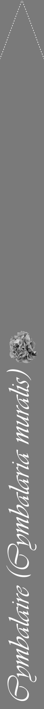 Étiquette de : Cymbalaria muralis - format b - style blanche3viv avec comestibilité simplifiée - position verticale
