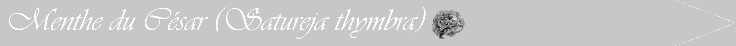 Étiquette de : Satureja thymbra - format b - style blanche15simpleviv avec comestibilité simplifiée