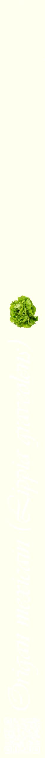 Étiquette de : Lippia graveolens - format b - style blanche19viv avec qrcode et comestibilité simplifiée