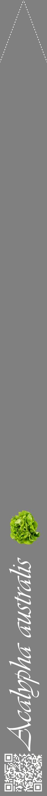 Étiquette de : Acalypha australis - format b - style blanche57viv avec qrcode et comestibilité simplifiée