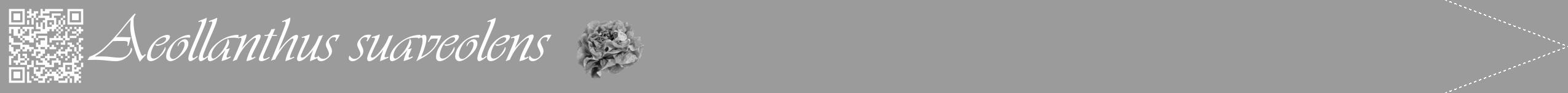 Étiquette de : Aeollanthus suaveolens - format b - style blanche52simpleviv avec qrcode et comestibilité simplifiée