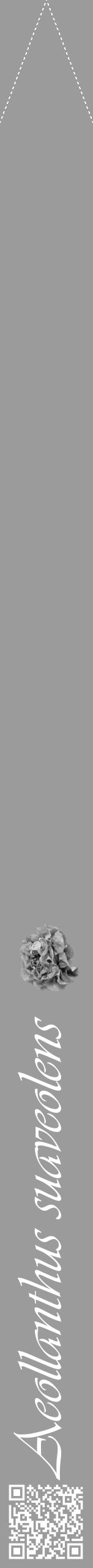 Étiquette de : Aeollanthus suaveolens - format b - style blanche52simpleviv avec qrcode et comestibilité simplifiée - position verticale