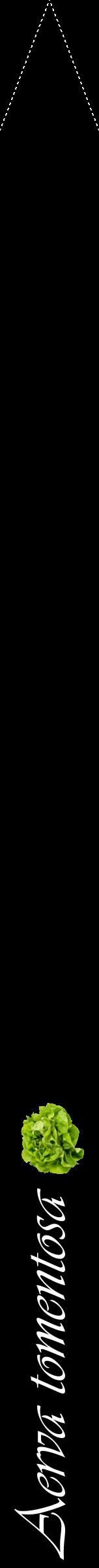 Étiquette de : Aerva tomentosa - format b - style blanche59viv avec comestibilité simplifiée