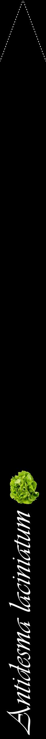 Étiquette de : Antidesma laciniatum - format b - style blanche59viv avec comestibilité simplifiée