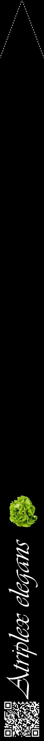 Étiquette de : Atriplex elegans - format b - style blanche59viv avec qrcode et comestibilité simplifiée